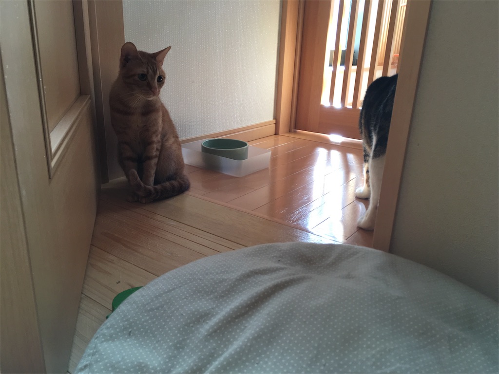 f:id:akiyochan15:20181221162942j:image