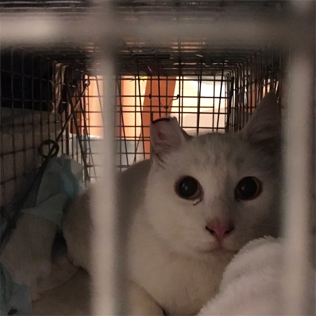 f:id:akiyochan15:20181227015049j:image f:id:akiyochan15:20181227015049j:image