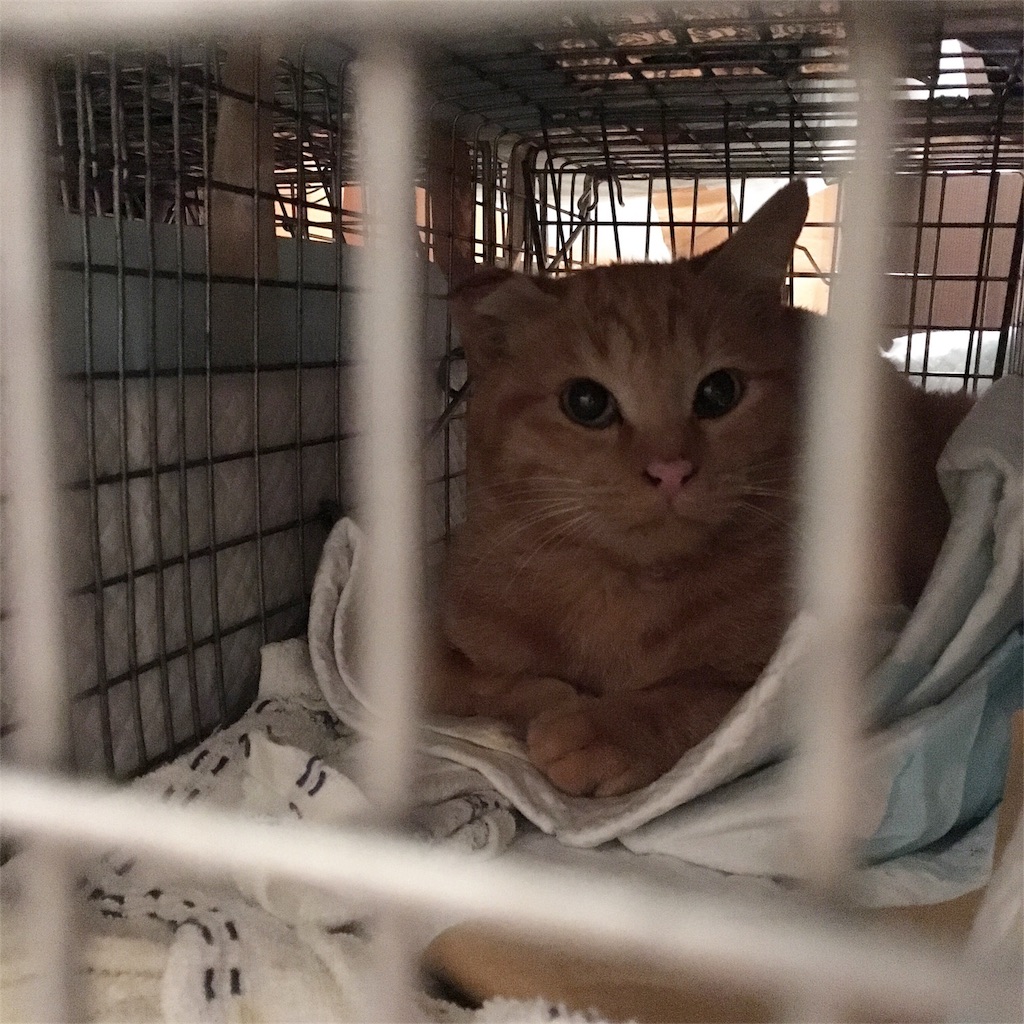 f:id:akiyochan15:20181227015053j:image f:id:akiyochan15:20181227015053j:image