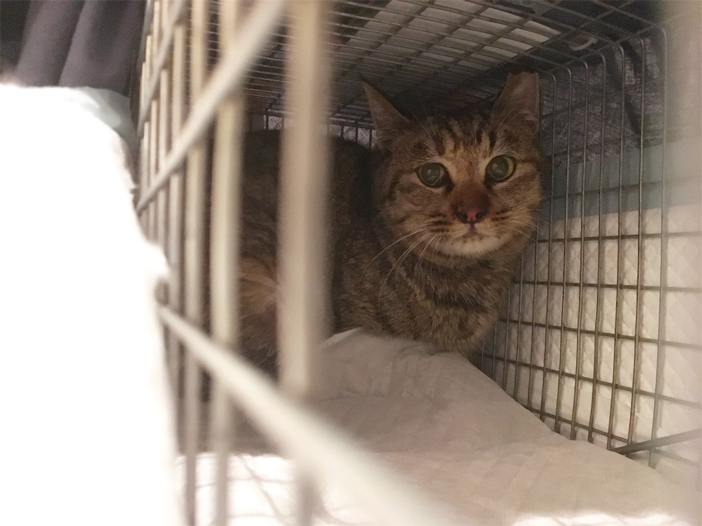 f:id:akiyochan15:20190130011249j:image