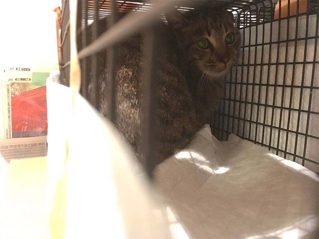 f:id:akiyochan15:20190130011253j:image