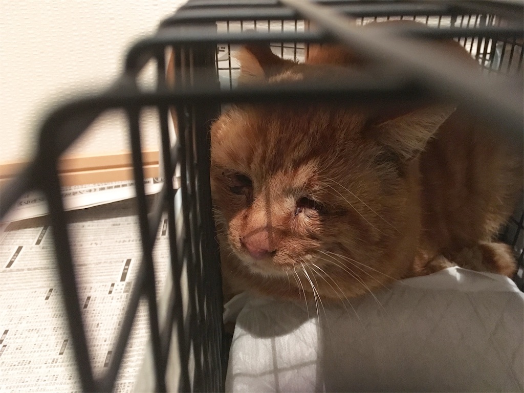 f:id:akiyochan15:20190130011256j:image