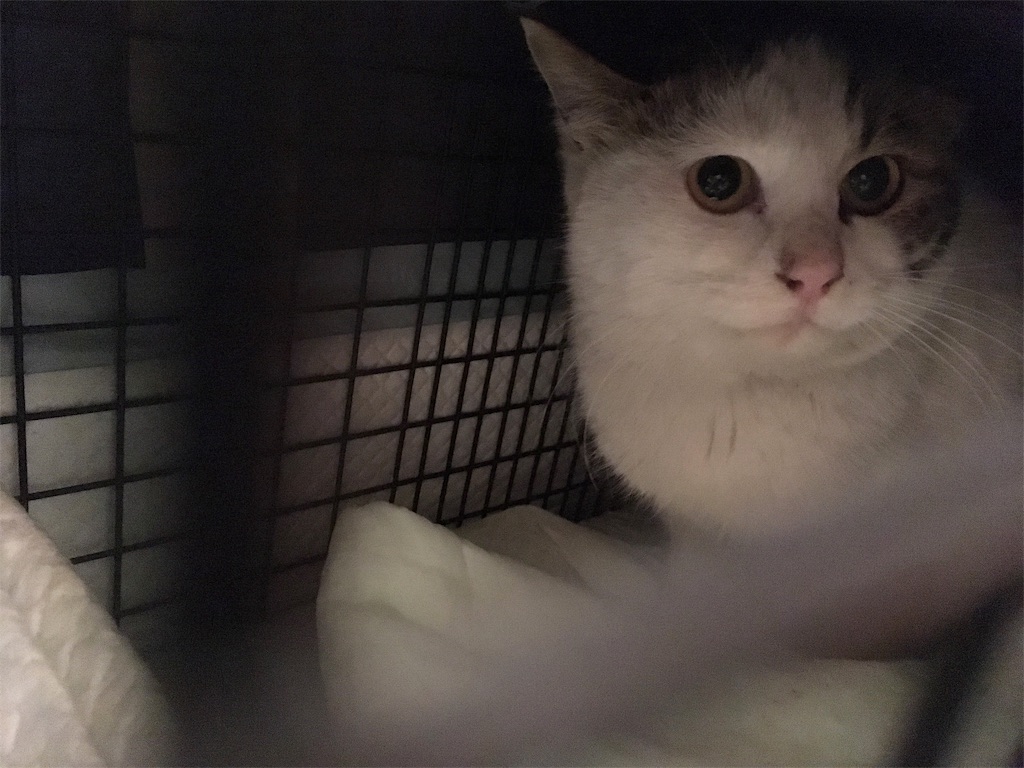 f:id:akiyochan15:20190130011313j:image