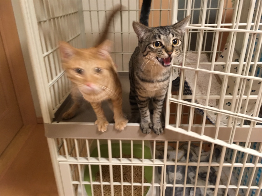 f:id:akiyochan15:20190130161806j:image