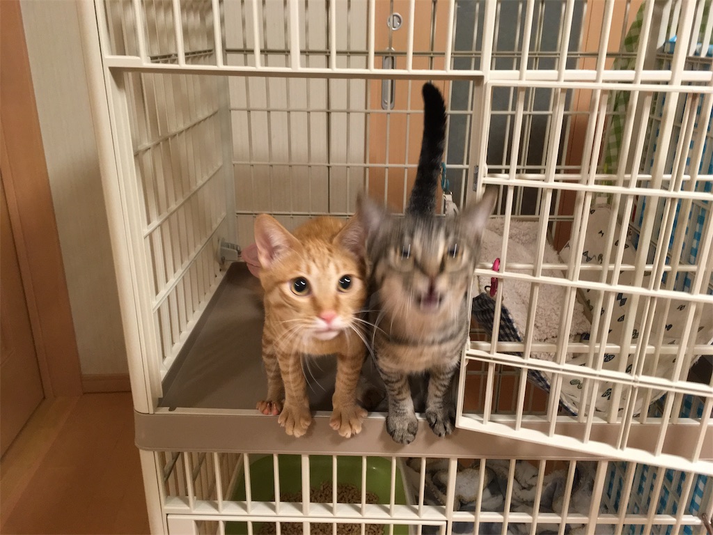 f:id:akiyochan15:20190130161812j:image