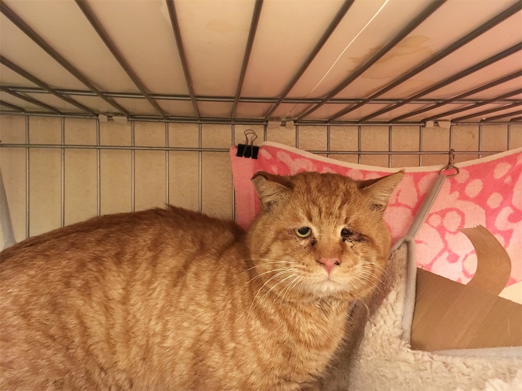 f:id:akiyochan15:20190130162455j:image