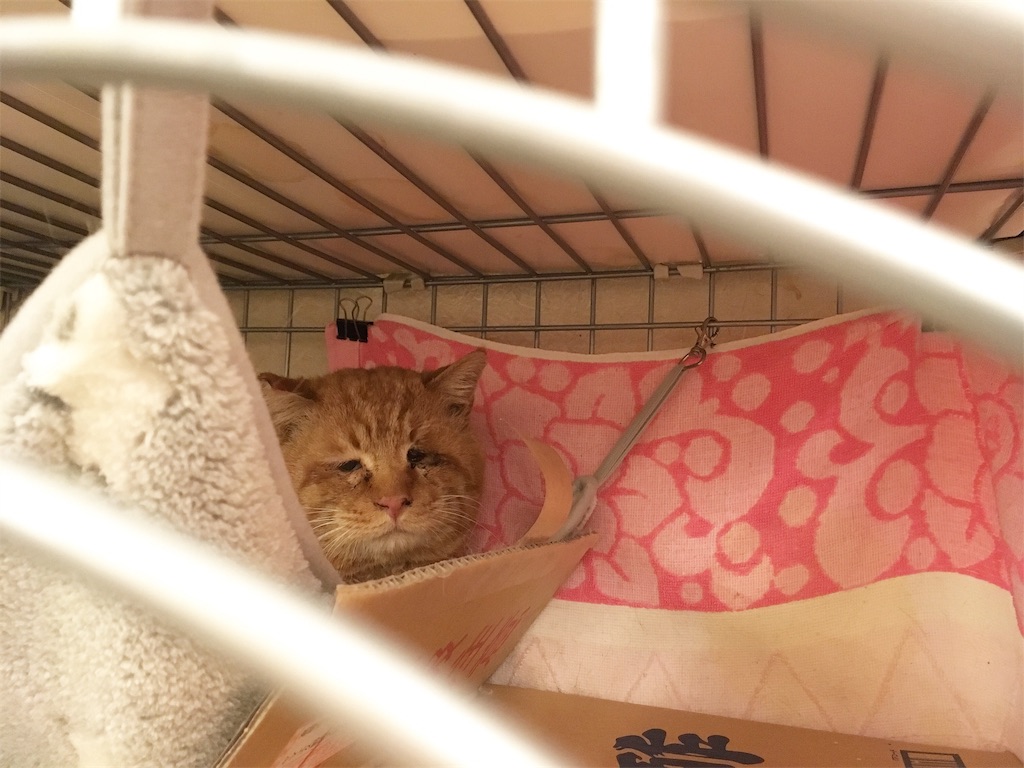 f:id:akiyochan15:20190130162459j:image