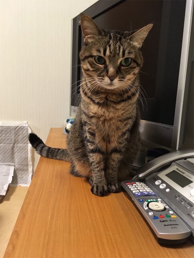 f:id:akiyochan15:20190215023454j:image f:id:akiyochan15:20190215023454j:image