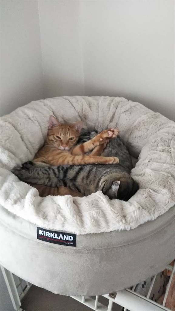 f:id:akiyochan15:20190406170025j:image