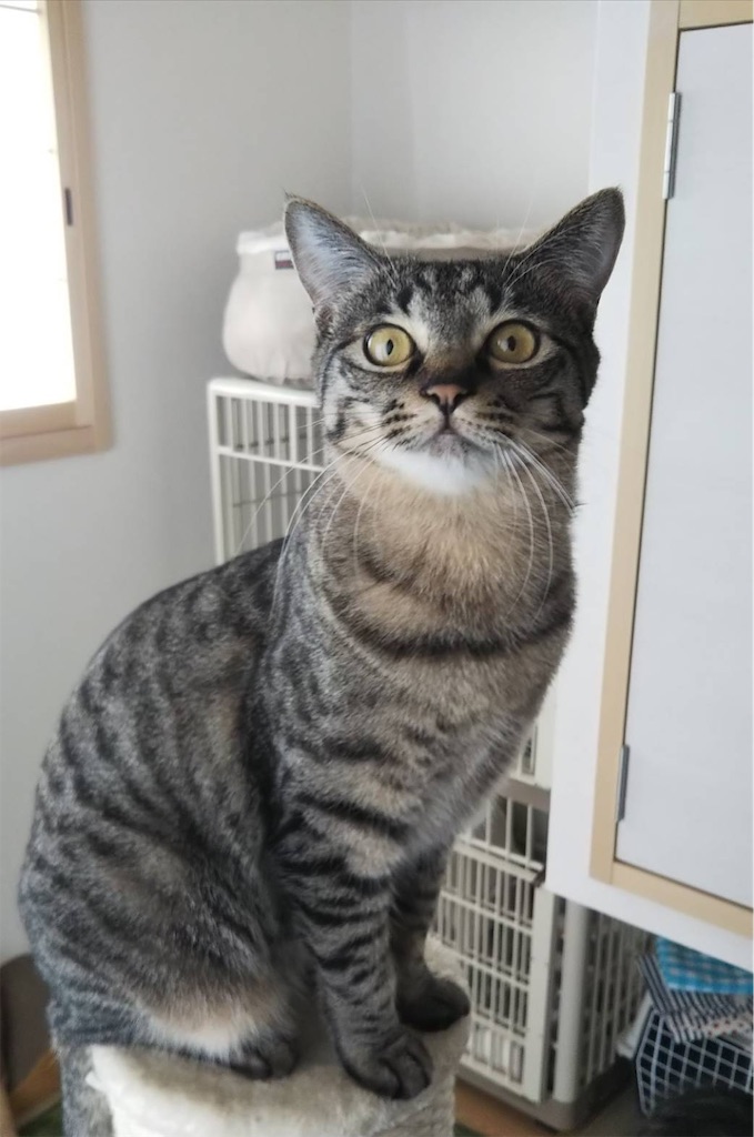 f:id:akiyochan15:20190406170031j:image