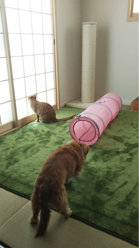 f:id:akiyochan15:20190406170048j:image