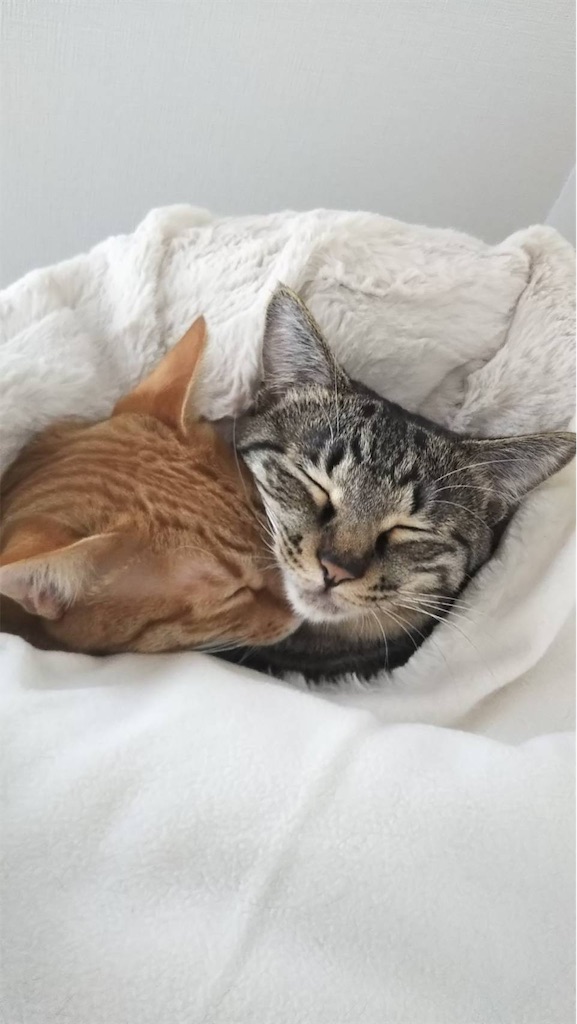 f:id:akiyochan15:20190406170107j:image