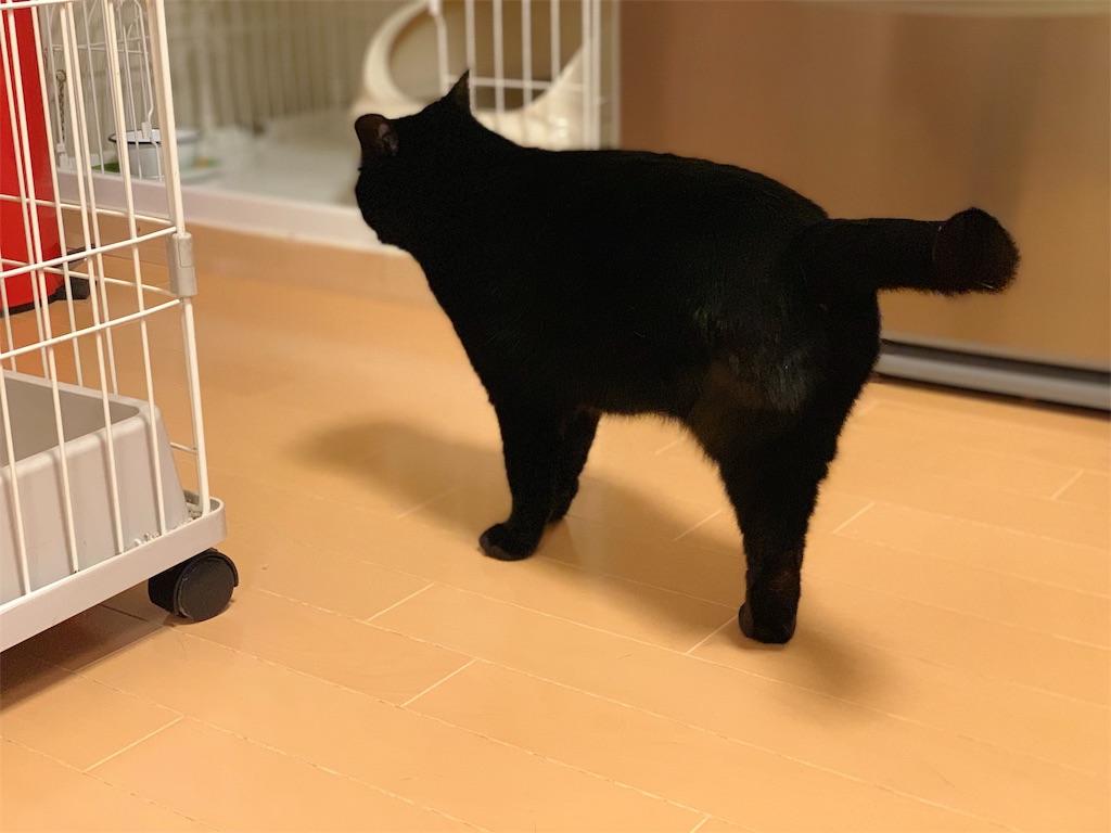 ムキムキに 志ののおすそわけ ムキムキに 志ののおすそわけ