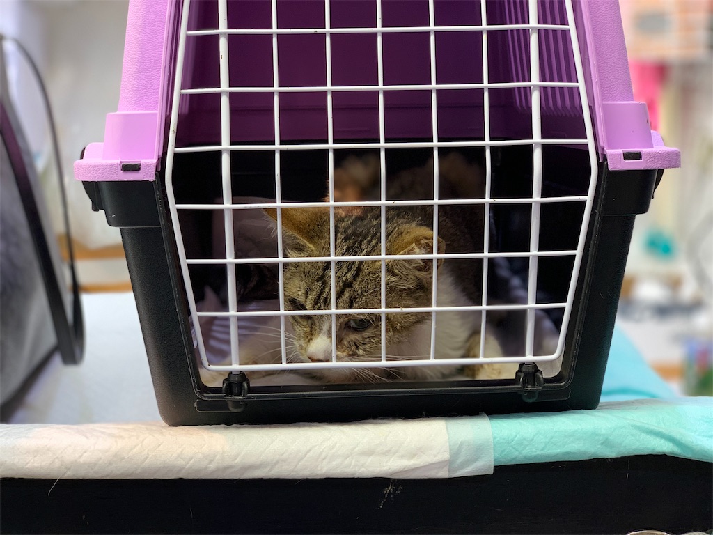 f:id:akiyochan15:20190509013841j:image