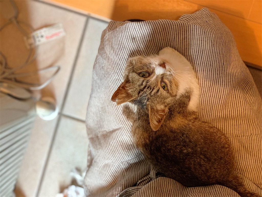 f:id:akiyochan15:20190509013949j:image