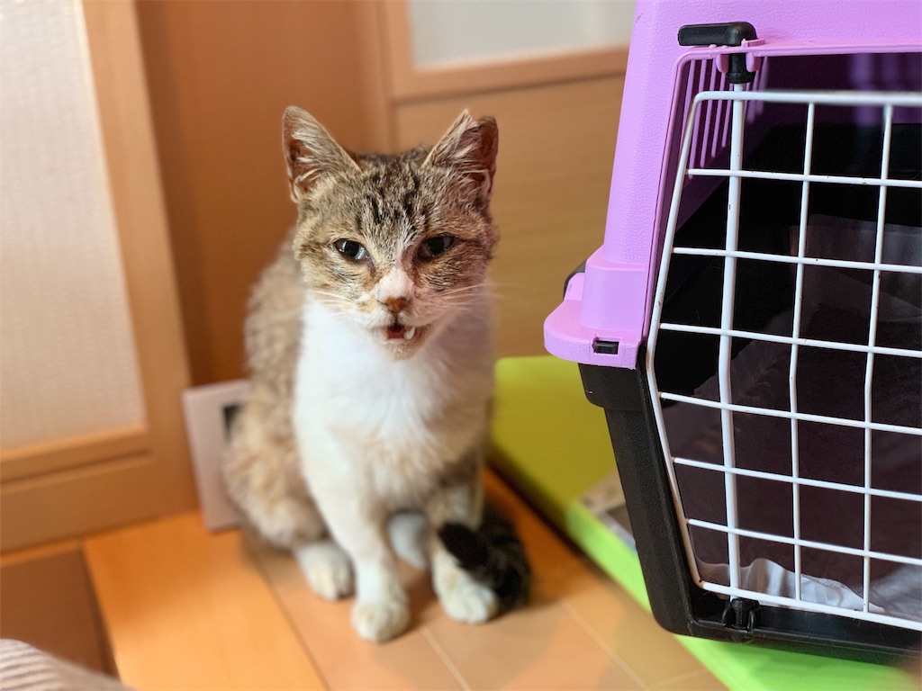 f:id:akiyochan15:20190509013952j:image