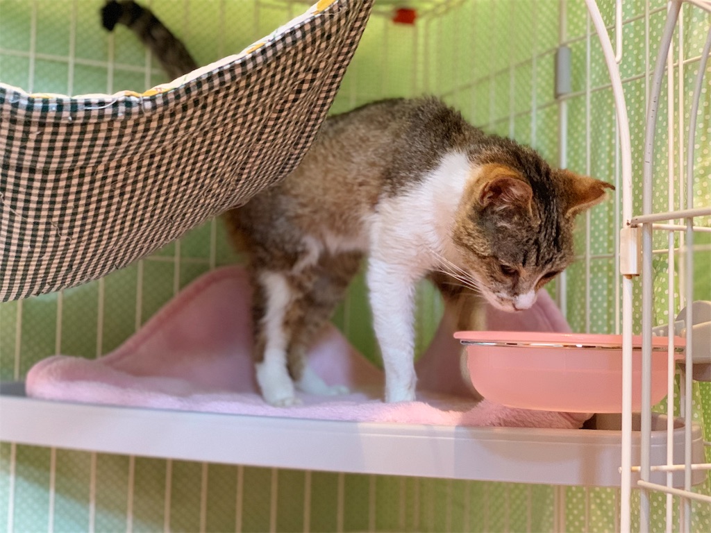 f:id:akiyochan15:20190509024646j:image