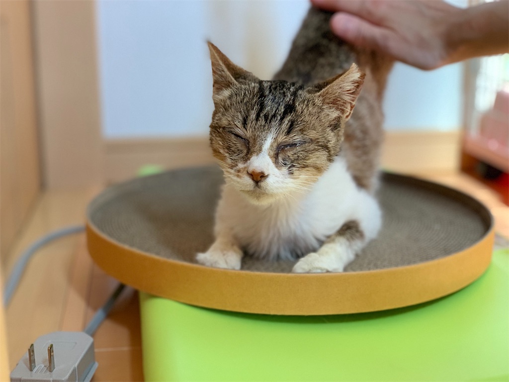 f:id:akiyochan15:20190509024648j:image