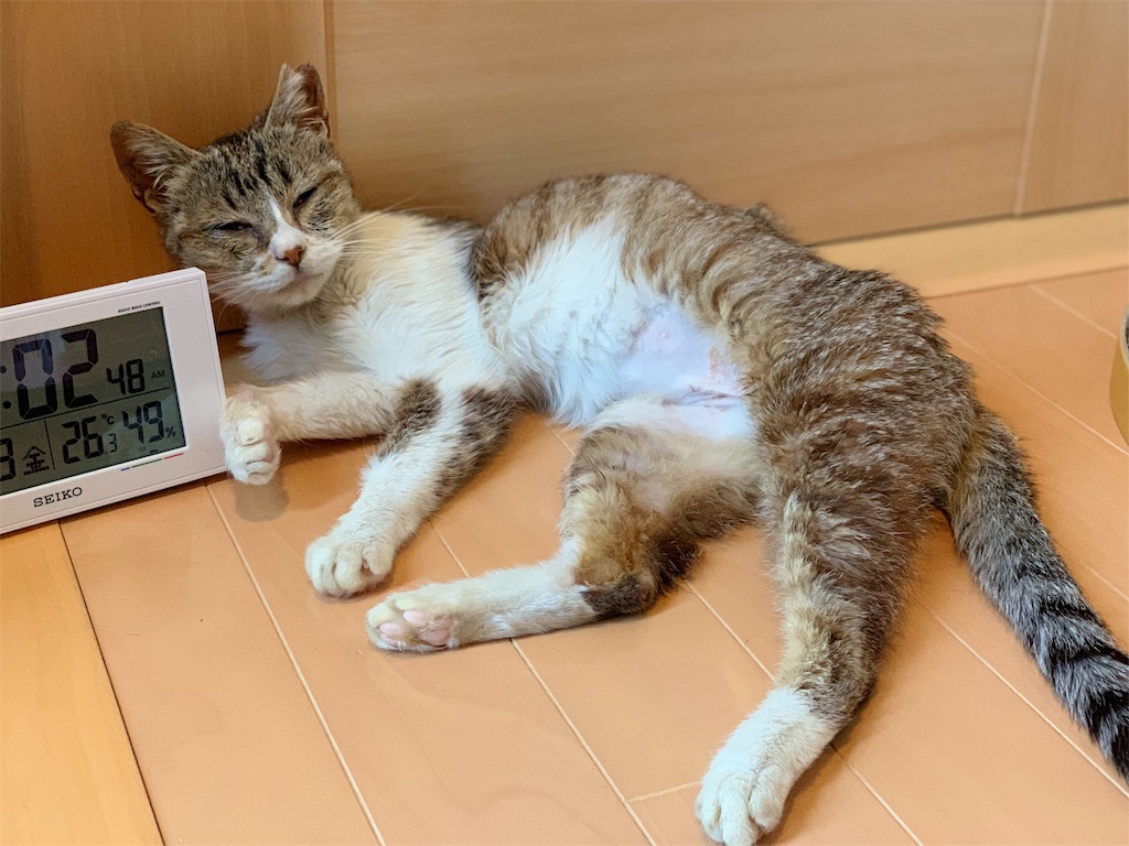 f:id:akiyochan15:20190509024656j:image