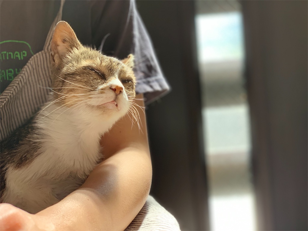 f:id:akiyochan15:20190509024700j:image