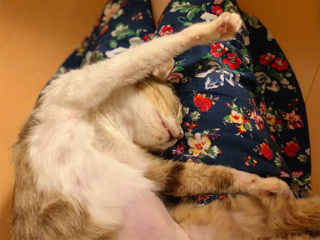 f:id:akiyochan15:20190615163458j:image