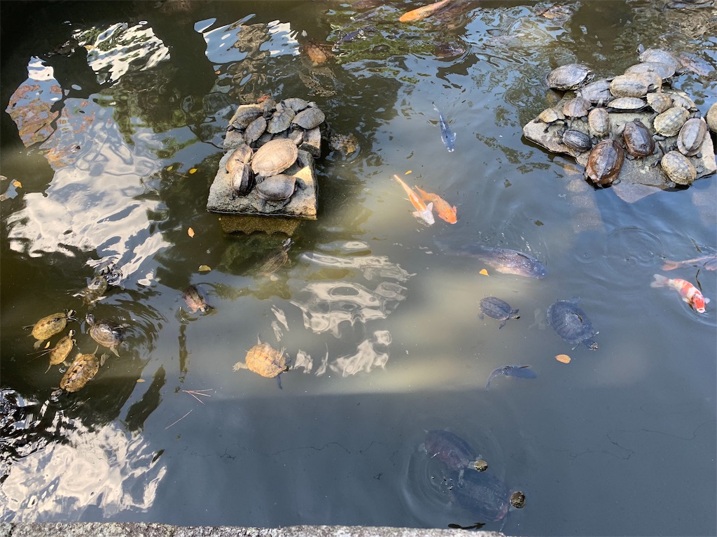 f:id:akiyochan15:20190911194310j:image