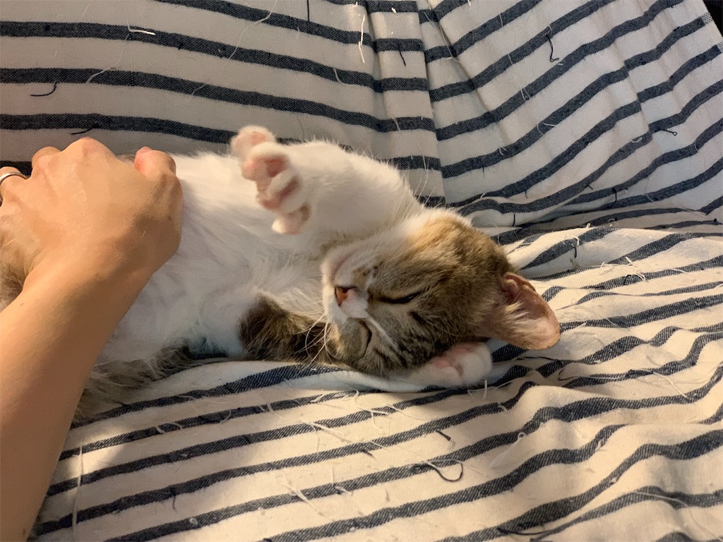 f:id:akiyochan15:20190912192132j:image