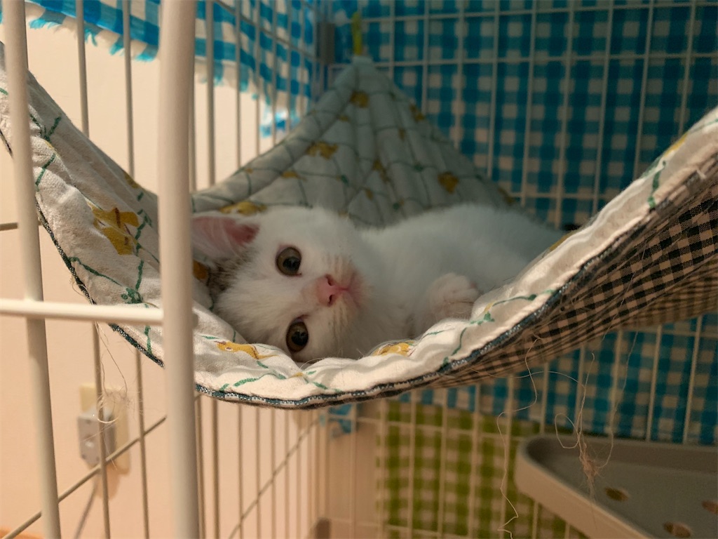 f:id:akiyochan15:20200321234434j:image