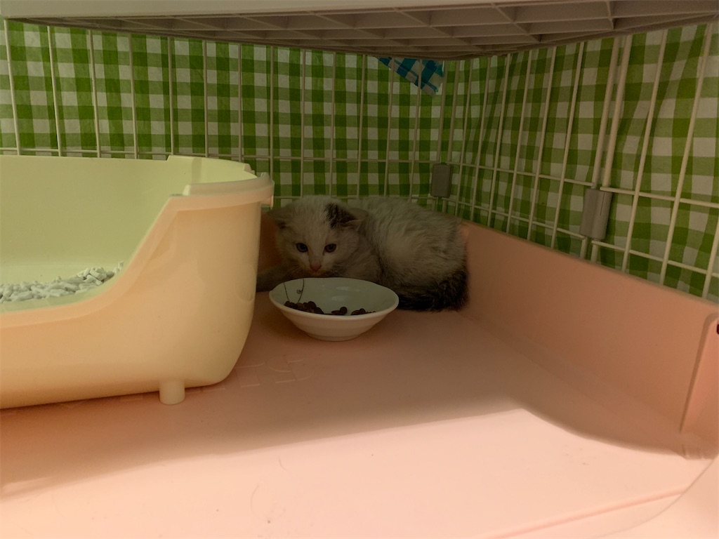 f:id:akiyochan15:20200321234441j:image