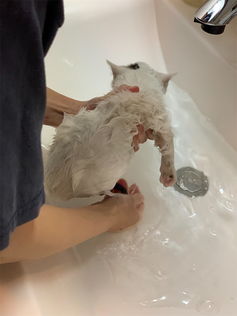 f:id:akiyochan15:20200321234445j:image