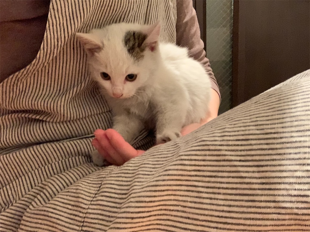 f:id:akiyochan15:20200321234452j:image