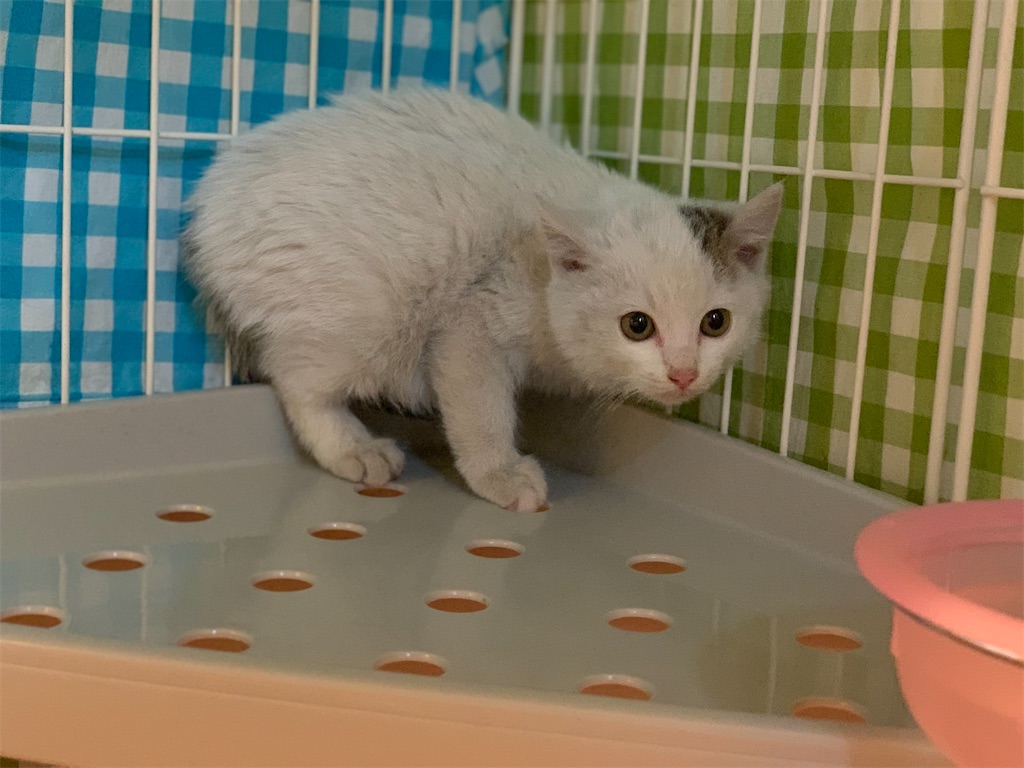 f:id:akiyochan15:20200321234456j:image