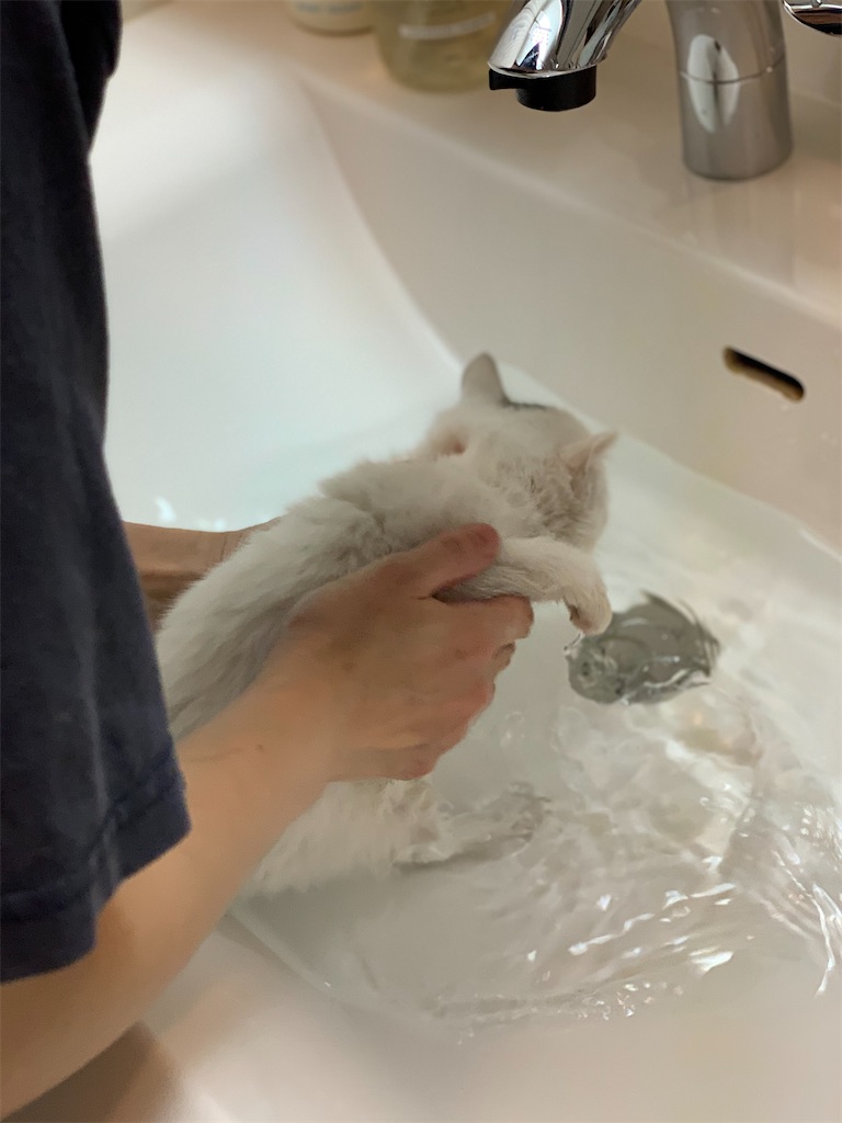 f:id:akiyochan15:20200321234731j:image