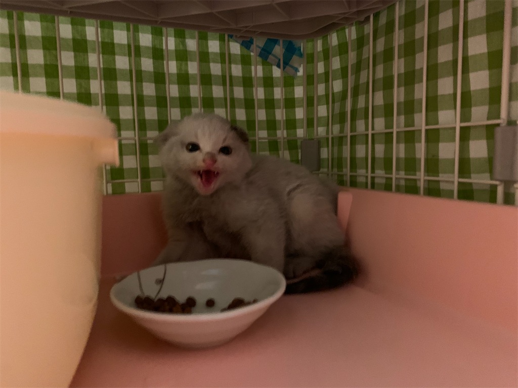 f:id:akiyochan15:20200321235122j:image