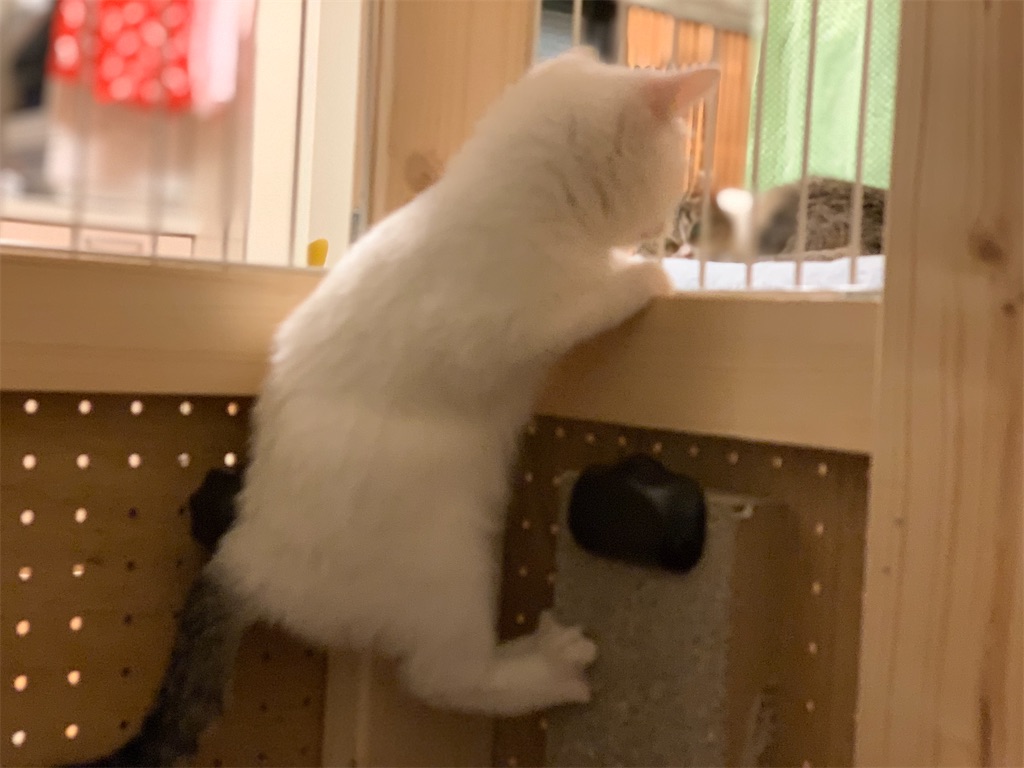 f:id:akiyochan15:20200322000645j:image