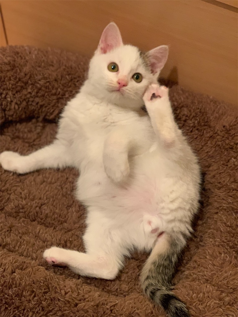 f:id:akiyochan15:20200322000650j:image