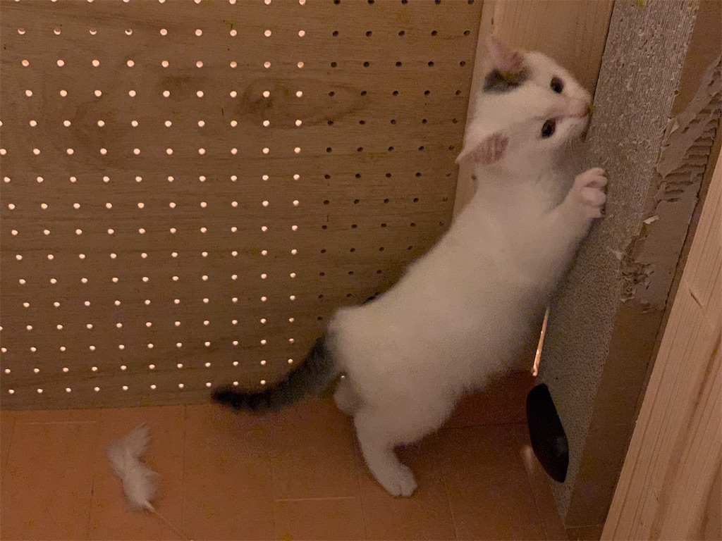 f:id:akiyochan15:20200322000656j:image