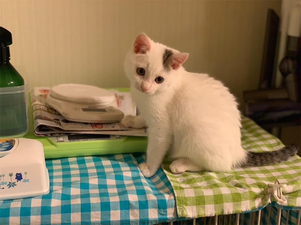 f:id:akiyochan15:20200322000700j:image