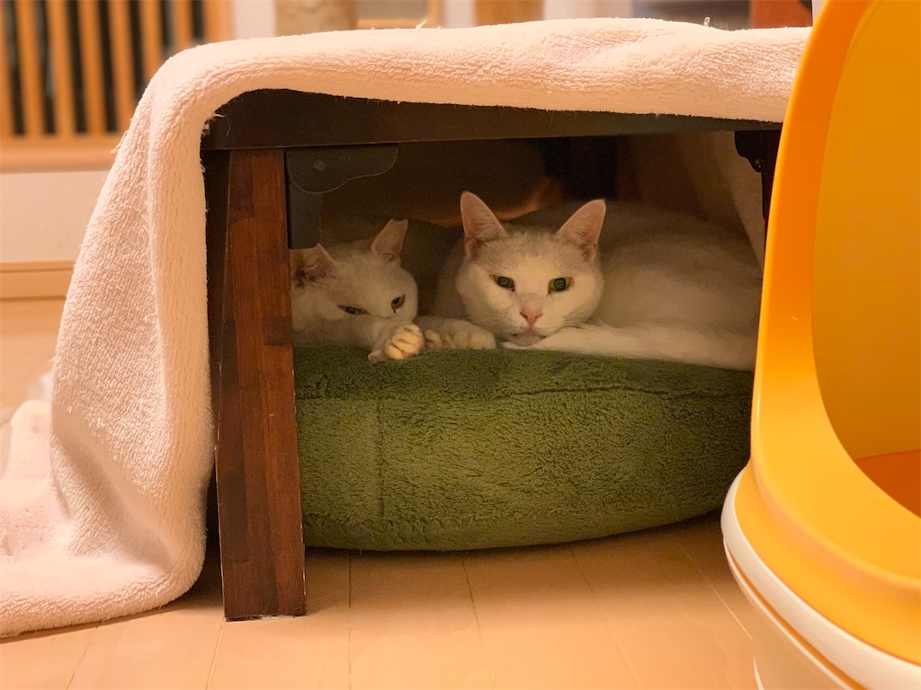 f:id:akiyochan15:20200322001746j:image