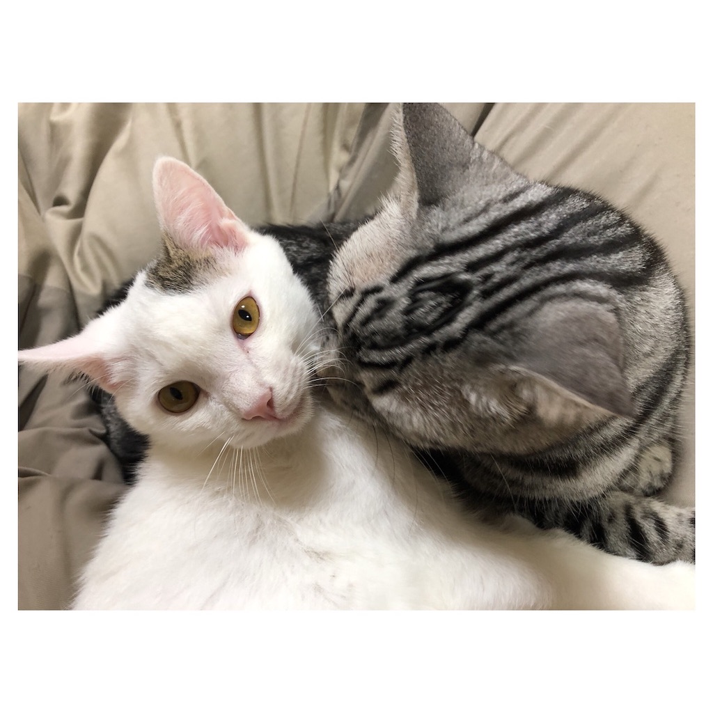 f:id:akiyochan15:20200322002310j:image