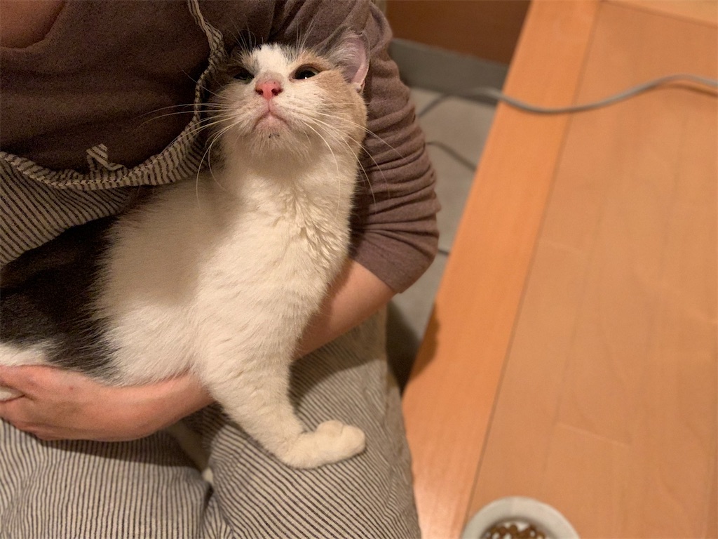 f:id:akiyochan15:20200412175151j:image