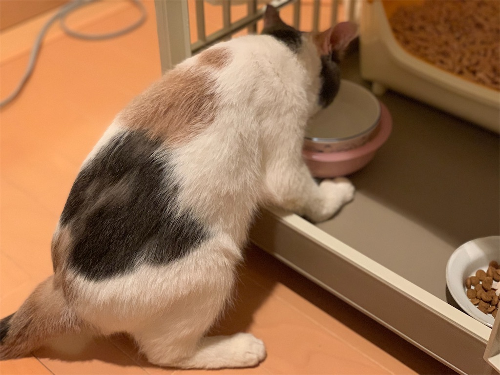 f:id:akiyochan15:20200412175154j:image