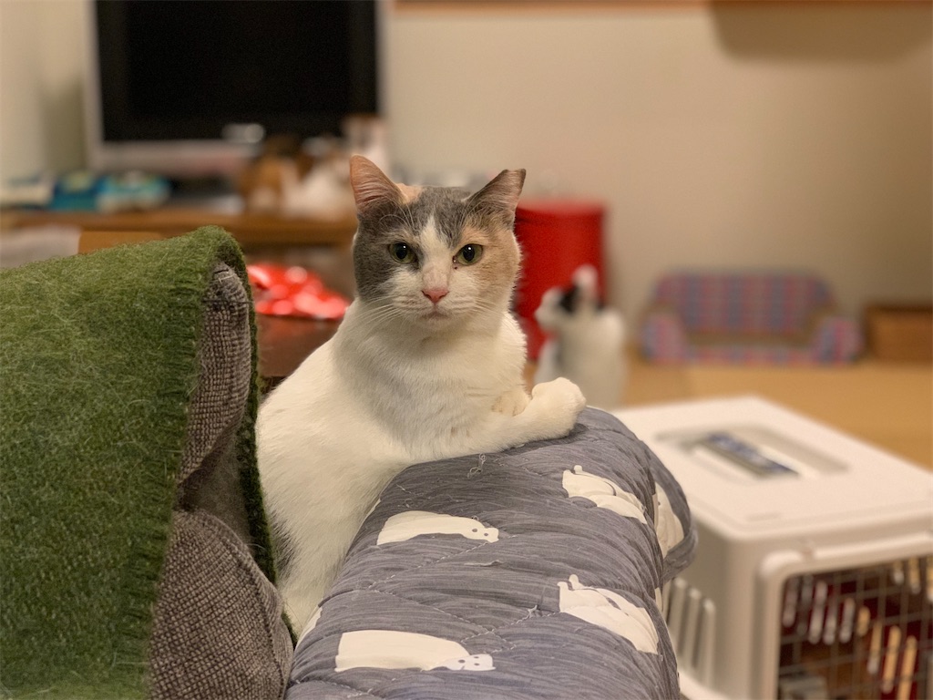 f:id:akiyochan15:20200414014432j:image