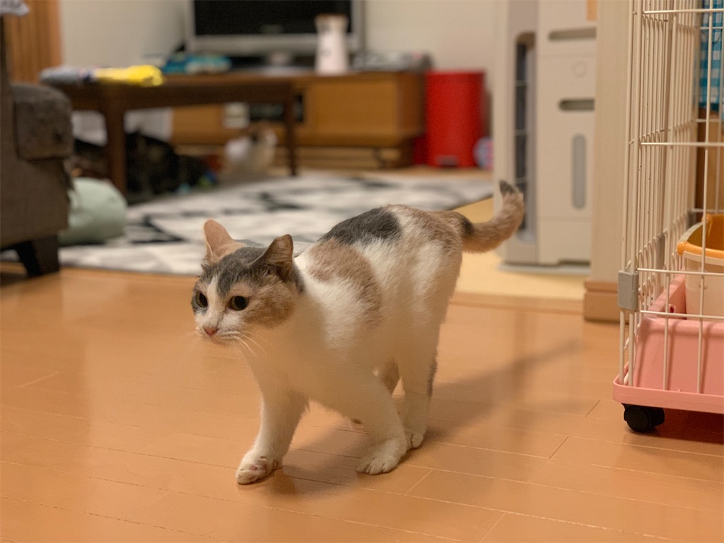 f:id:akiyochan15:20200414014442j:image