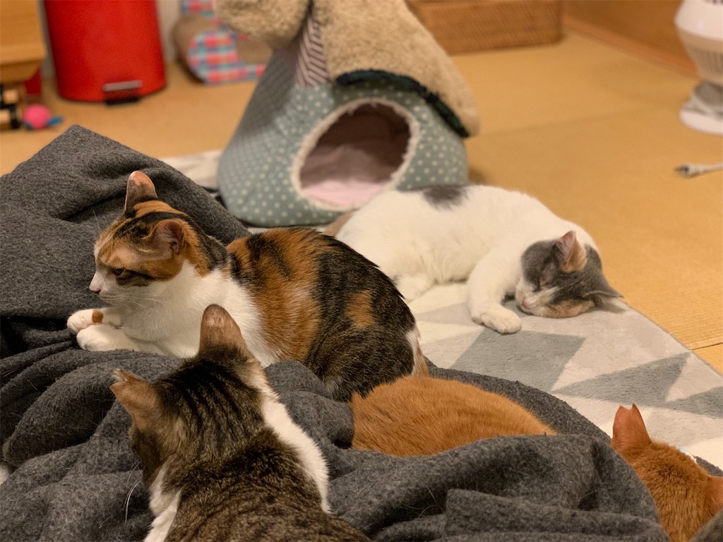 f:id:akiyochan15:20200501154005j:image