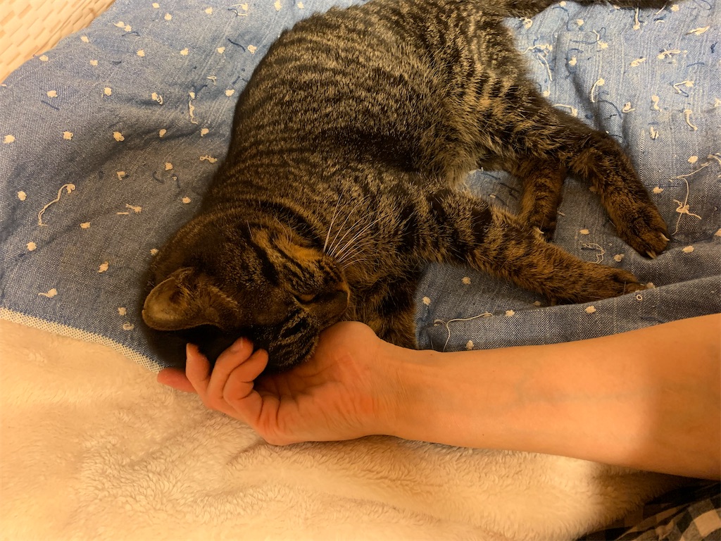 f:id:akiyochan15:20210516013556j:image