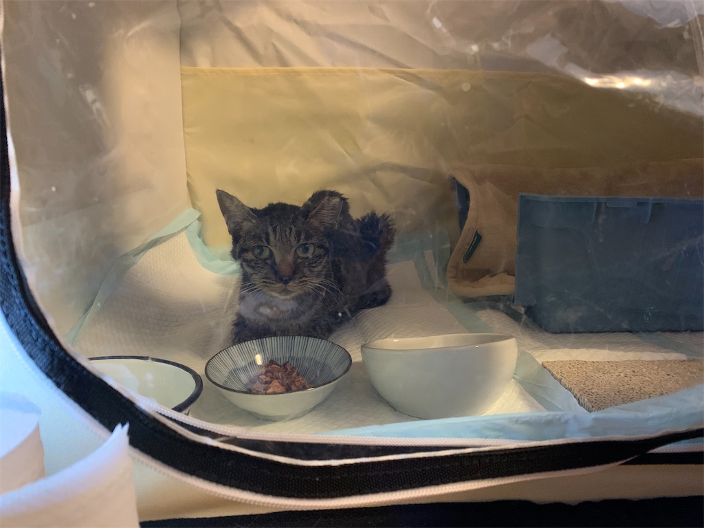 f:id:akiyochan15:20210516014429j:image