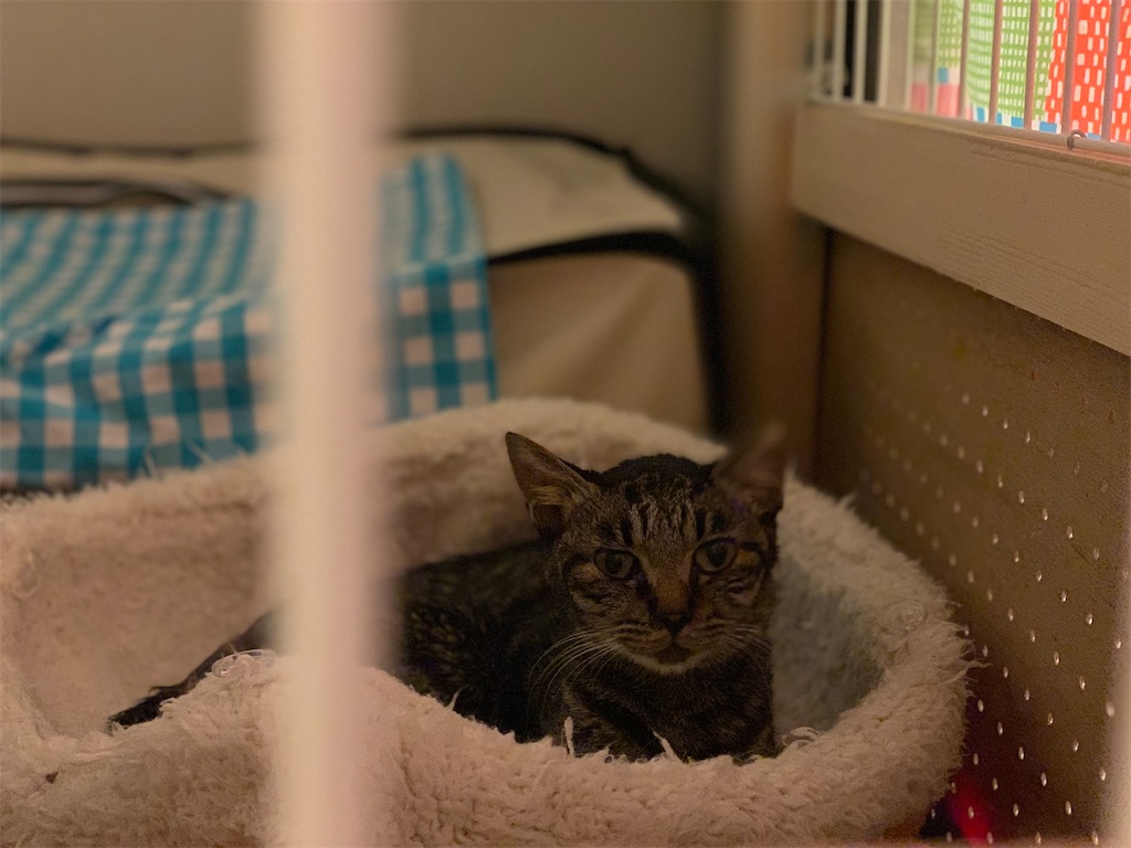 f:id:akiyochan15:20210516014433j:image