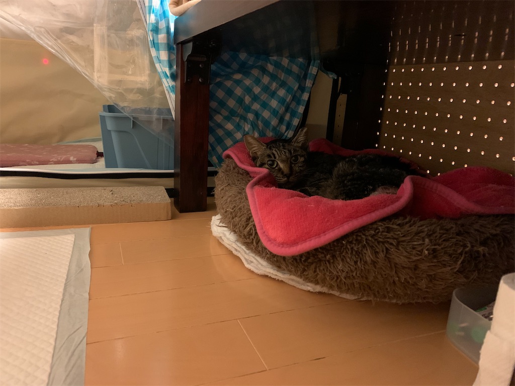 f:id:akiyochan15:20210516014436j:image