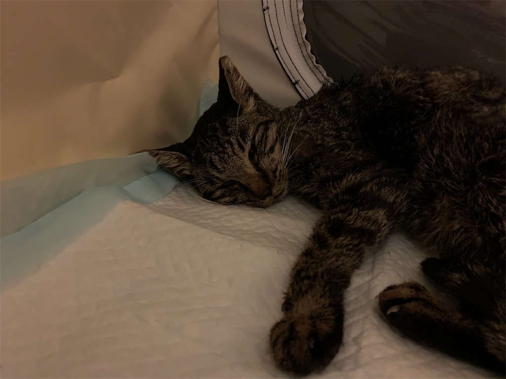 f:id:akiyochan15:20210516014510j:image